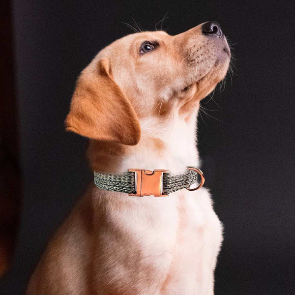 PetHaven.comFaux Linen Metal Buckle Collar Dog LeashFaux Linen Metal Buckle Collar Dog LeashProduct information:
"Upgrade your pet's walking experience with the Faux Linen Metal Buckle Collar Dog Leash. Designed for durability and style, this leash combines7
